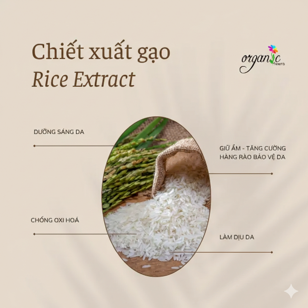 CHIẾT XUẤT GẠO (RICE EXTRACT - SPAIN)