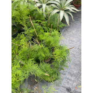 Chậu mềm Kim Thuỷ Tùng - Phong thuỷ bình an, decor đẹp, dễ chăm - Vườn Như Ngọc