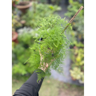 Chậu mềm Kim Thuỷ Tùng - Phong thuỷ bình an, decor đẹp, dễ chăm - Vườn Như Ngọc