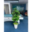 cây bàng giả cao 1m7 - freeship