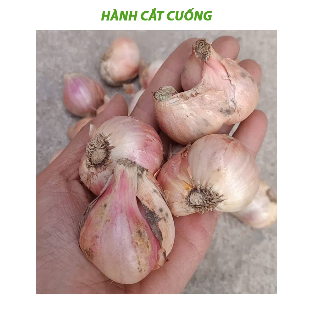 hành khô kinh môn hải dương hàng loại 1 cắt gọn gàng trọng lượng 1Kg