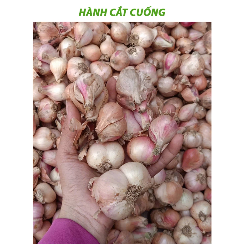 hành khô kinh môn hải dương hàng loại 1 cắt gọn gàng trọng lượng 1Kg