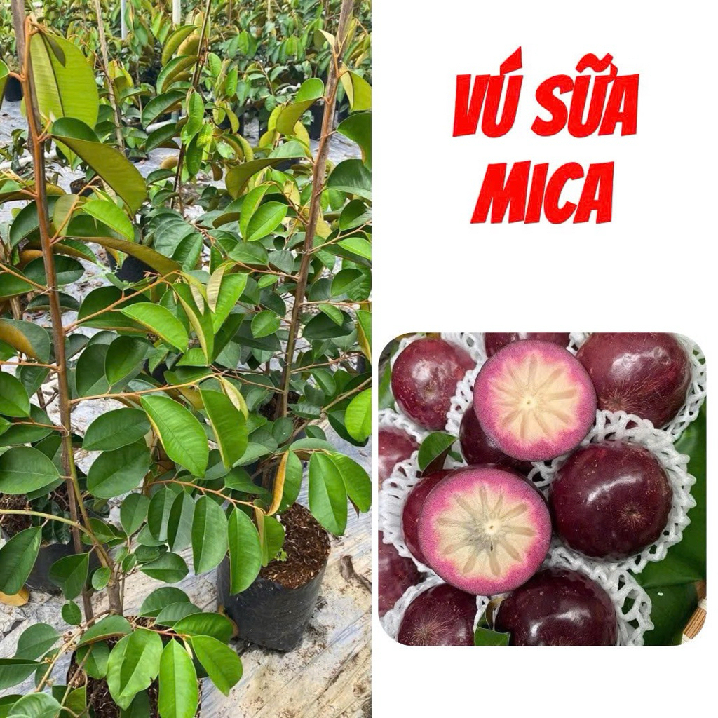 Cây giống Vú Sữa Mica ít mủ – Cây khỏe, chuẩn giống.