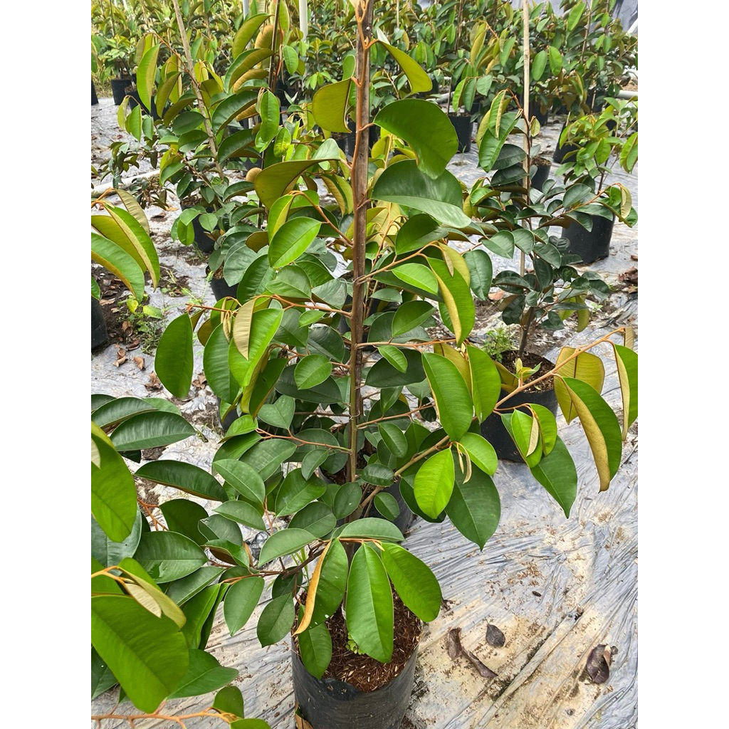 Cây giống Vú Sữa Mica ít mủ – Cây khỏe, chuẩn giống.