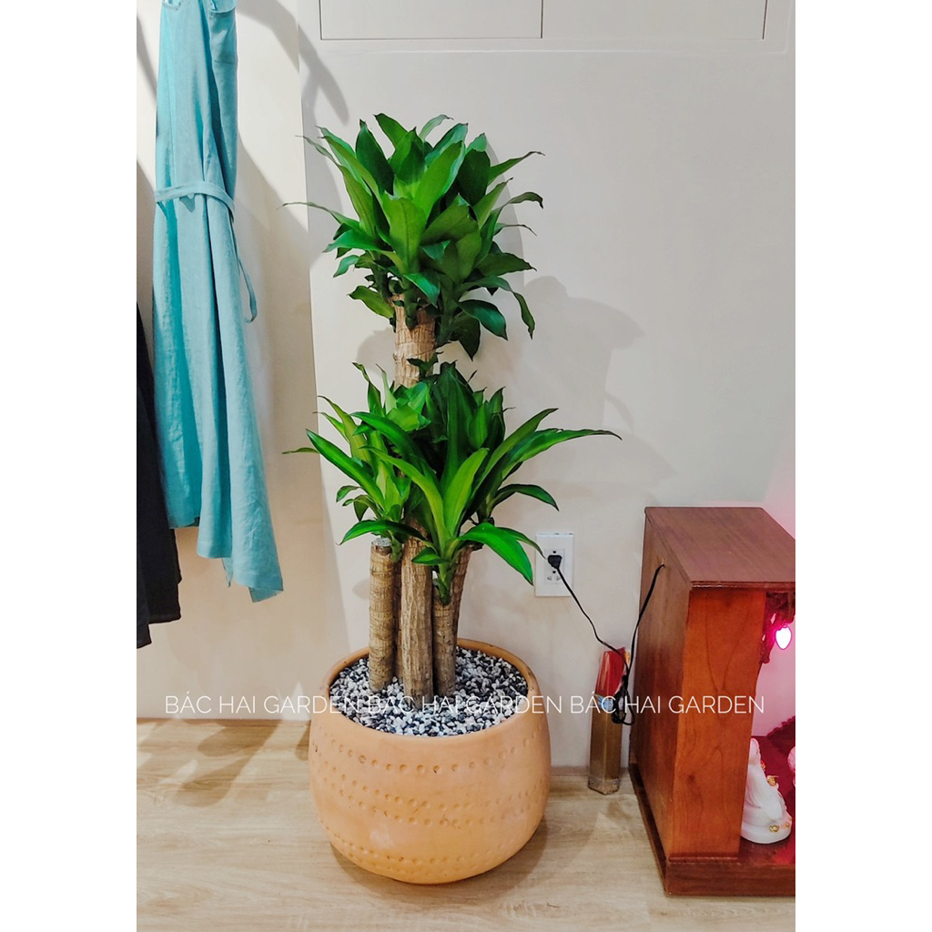 Chậu nồi size lớn bộ 2 đất nung Vintage D25H25 & D35H30- Chậu đẹp giá rẻ tại HCM