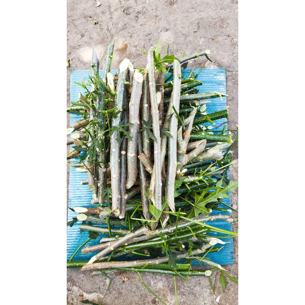 Rau bina - Giá Tốt, Miễn Phí Vận Chuyển, Đủ Loại | Shopee Việt Nam