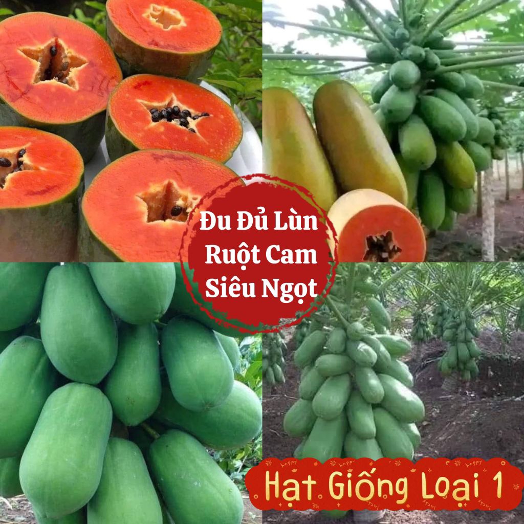 Hạt Giống Đu Đủ Lùn Ruột Cam Nhập Khẩu Gói Nguyên Thái Lan💥 Ngọt Lịm, Xịn xò rất đáng trồng