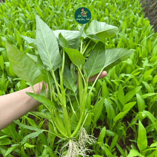 Hạt giống Rau Muống Ba Chạc (Gói 20G) Dễ Trồng, Cây Khỏe, Nhanh Thu Hoạch, Trồng Quanh Năm