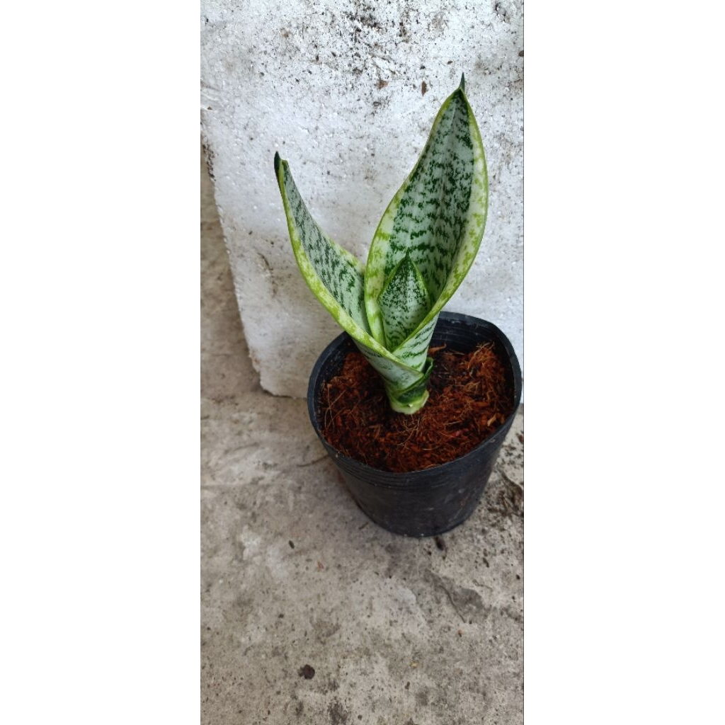 CHẬU LƯỠI HỔ VIỀN VÀNG (NHỎ)