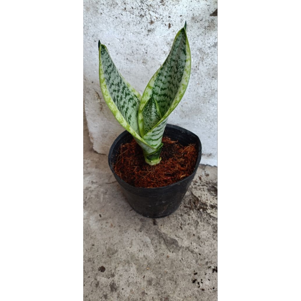 CHẬU LƯỠI HỔ VIỀN VÀNG (NHỎ)