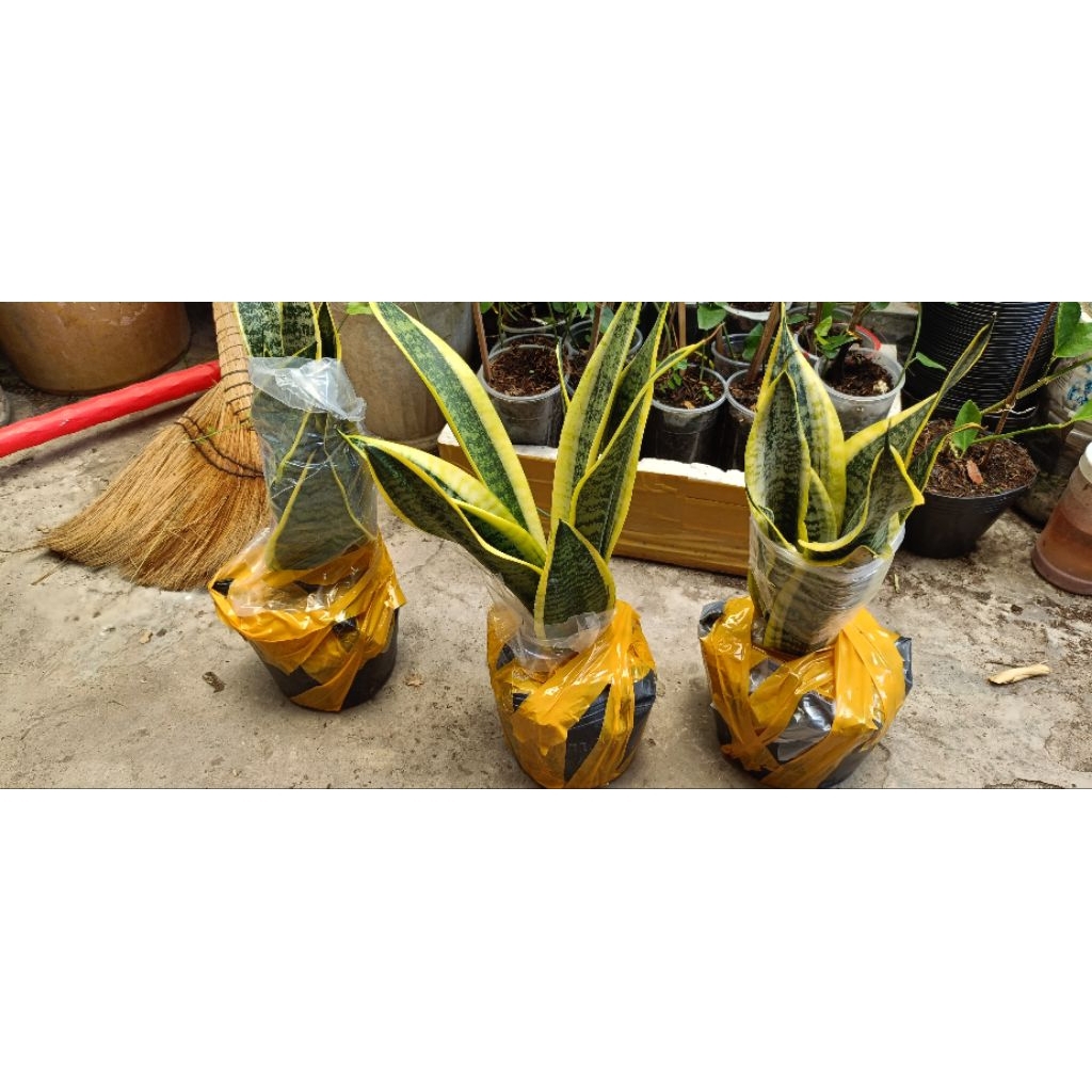 CHẬU LƯỠI HỔ VIỀN VÀNG (NHỎ)