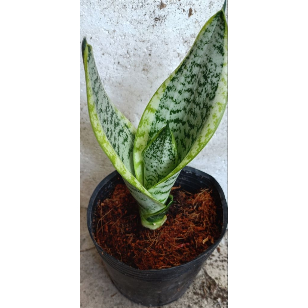CHẬU LƯỠI HỔ VIỀN VÀNG (NHỎ)