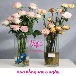 10 gói NƯỚC DƯỠNG HOA BAMBI - Hoa tươi lâu rực rỡ, giữ nước sạch hơn (1 gói 5ml) (ĐƯỢC ĐỒNG KIỂM)