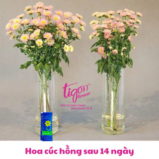 10 gói NƯỚC DƯỠNG HOA BAMBI - Hoa tươi lâu rực rỡ, giữ nước sạch hơn (1 gói 5ml) (ĐƯỢC ĐỒNG KIỂM)
