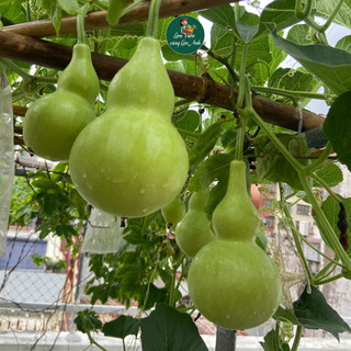 Hạt giống Bầu Hồ Lô F1 Siêu Quả (2g~25 Hạt) Dễ Trồng, Sinh Trưởng Khỏe, Năng Suất Cao
