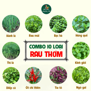 [COMBO 10 GÓI] Hạt Giống Rau Thơm: Hành Lá, Rau Mùi, Bạc Hà, Húng Quế, Kinh Giới, Ngò Gai, Tía Tô, Ớt, Diếp Cá, Thì Là