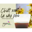 WITCH HAZEL EXTRACT (CHIẾT XUẤT CÂY PHỈ - HOA KỲ)