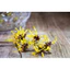 WITCH HAZEL EXTRACT (CHIẾT XUẤT CÂY PHỈ - HOA KỲ)