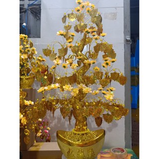 cây kim tiền 60cm lá quạt chiêu tài lộc tiền vô như nước đẹp xinh lung linh đem lại mai mắn giàu có.