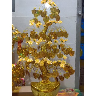cây kim tiền 60cm lá quạt chiêu tài lộc tiền vô như nước đẹp xinh lung linh đem lại mai mắn giàu có.