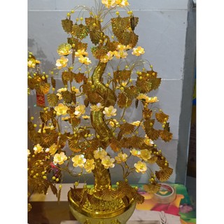 cây kim tiền 60cm lá quạt chiêu tài lộc tiền vô như nước đẹp xinh lung linh đem lại mai mắn giàu có.