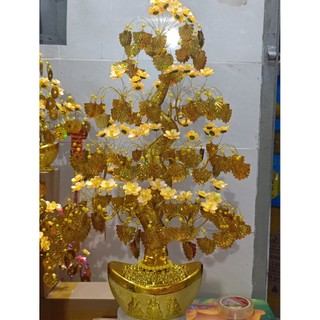 cây kim tiền 60cm lá quạt chiêu tài lộc tiền vô như nước đẹp xinh lung linh đem lại mai mắn giàu có.