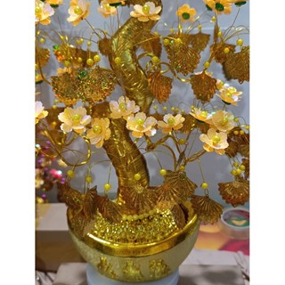 cây kim tiền 60cm lá quạt chiêu tài lộc tiền vô như nước đẹp xinh lung linh đem lại mai mắn giàu có.