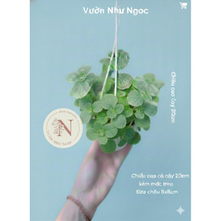 Cây Nhất Mạt Hương - Sen Đá Thơm - Đuổi muỗi, thơm nhẹ, decor đẹp - Vườn Như Ngọc