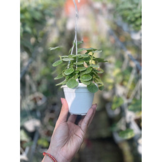 Cây Nhất Mạt Hương - Sen Đá Thơm - Đuổi muỗi, thơm nhẹ, decor đẹp - Vườn Như Ngọc