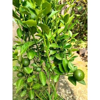 Chậu hạnh( tắc ) đang trái