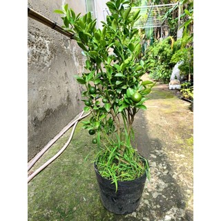 Chậu hạnh( tắc ) đang trái