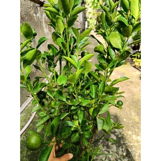 Chậu hạnh( tắc ) đang trái