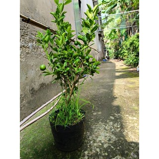 Chậu hạnh( tắc ) đang trái