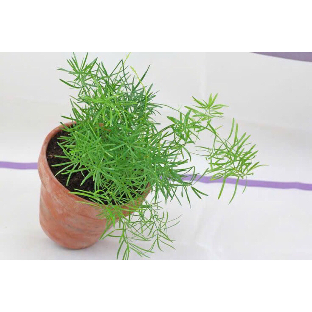 Tùng thiên môn,cây trang trí trong nhà tiểu cảnh, bán cạn,terrarium