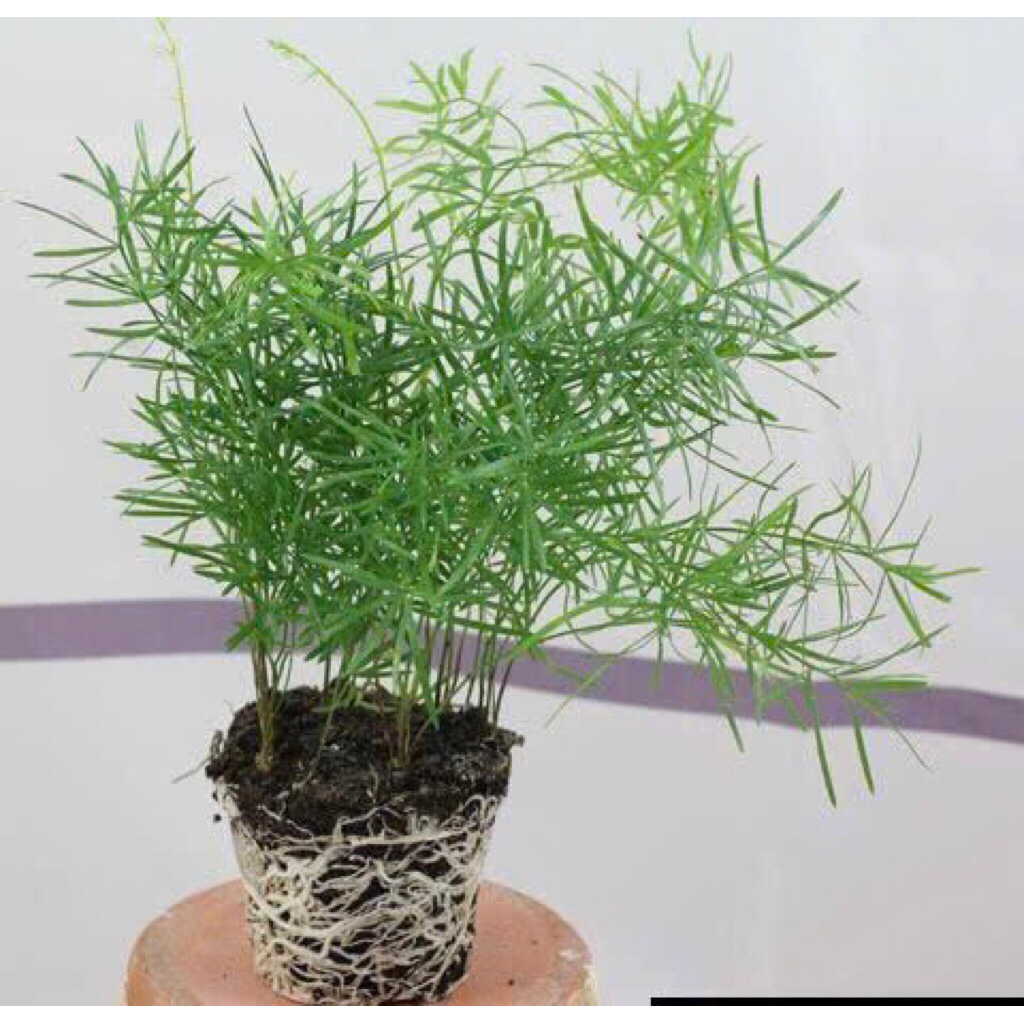 Tùng thiên môn,cây trang trí trong nhà tiểu cảnh, bán cạn,terrarium