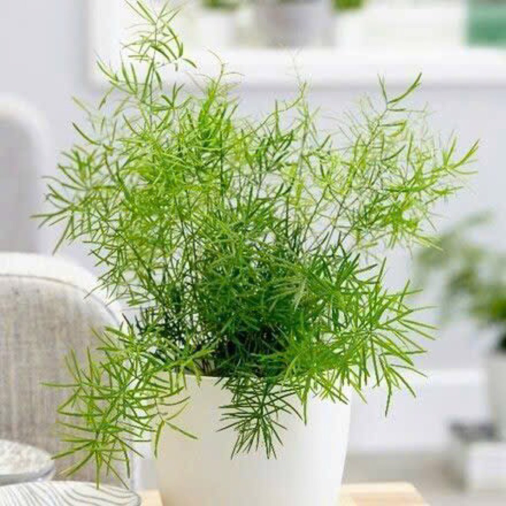 Tùng thiên môn,cây trang trí trong nhà tiểu cảnh, bán cạn,terrarium