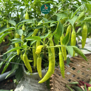 Hạt Giống Ớt Huế F1 Siêu Đậu Quả (Gói 30 Hạt) Dễ Trồng, Chịu Nhiệt Tốt, Trồng Quanh Năm