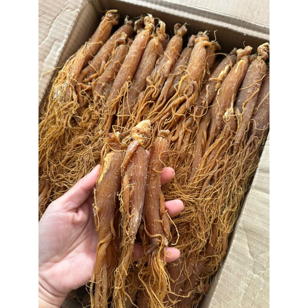 Sâm Vương Trường Bạch Chuẩn Rừng Chất Lượng Cao lẻ củ