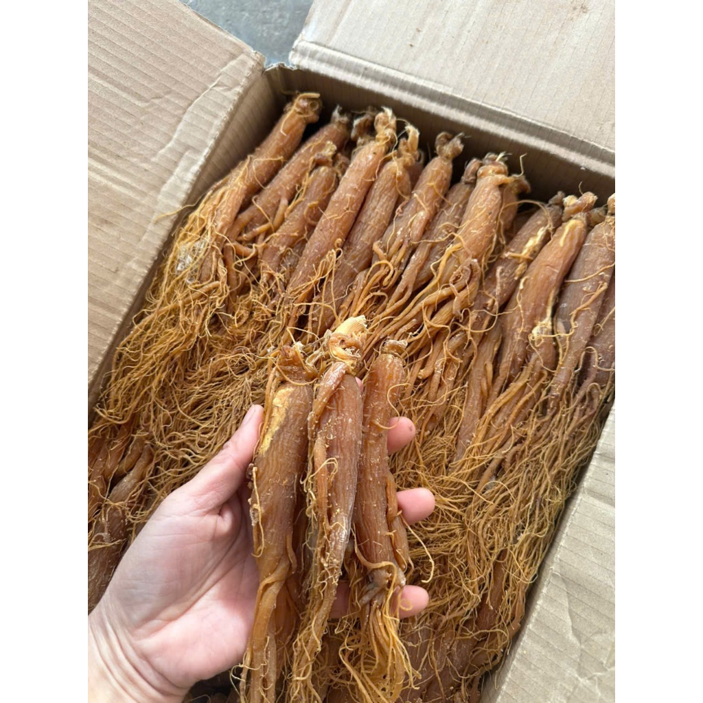 Sâm Vương Trường Bạch Chuẩn Rừng Chất Lượng Cao lẻ củ