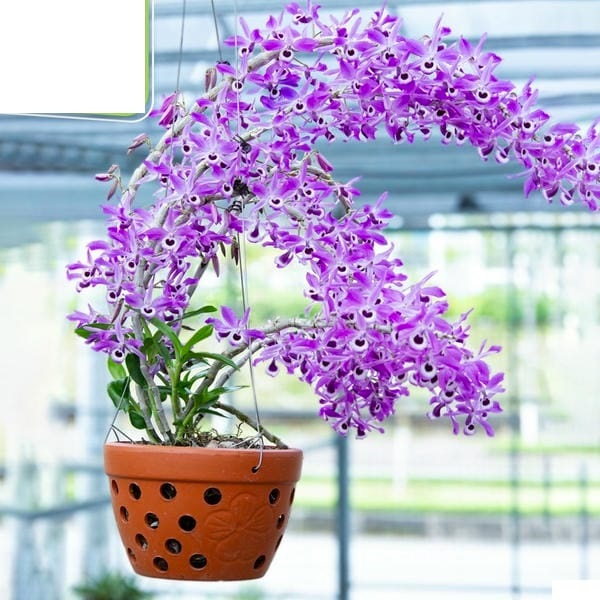 ĐẦU TRÂU MK 701 - KÍCH THÍCH RA HOA