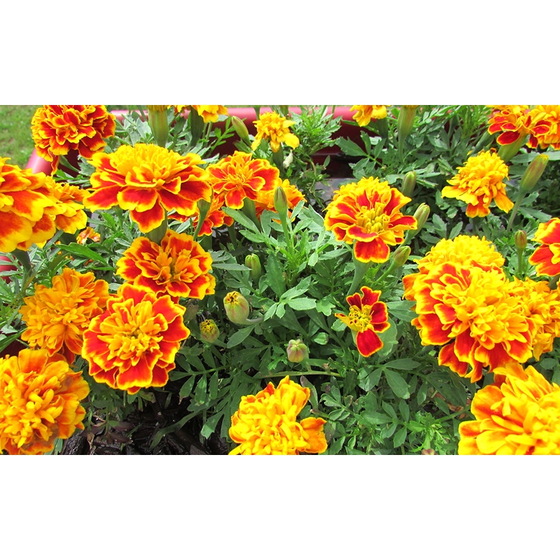 ĐẦU TRÂU MK 701 - KÍCH THÍCH RA HOA