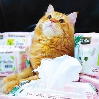 Khăn ướt Kitcat kháng khuẩn cho mèo Gói 80 miếng