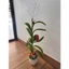 Cây bắp kẽm nhung chưng tết - năm mới bình an, mọi việc thuận lợi, chắc ăn như bắp