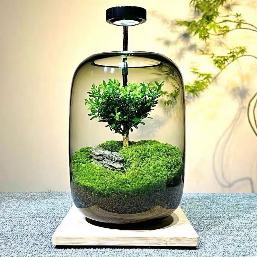  Bình tiểu cảnh terrarium cây cô đơn trang trí nhà cửa, bàn làm việc, bàn học decor nhà đẹp ( có đèn và đế )
