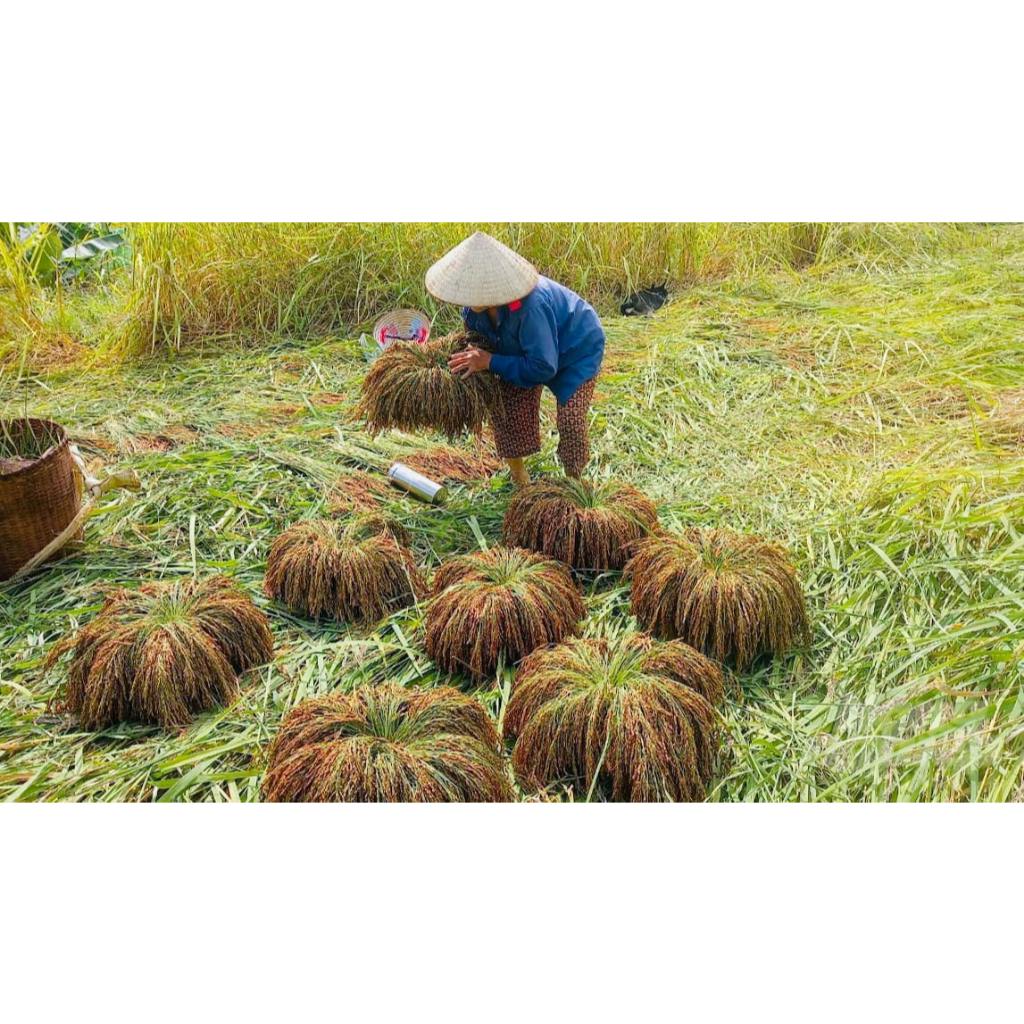 Nếp hạt cau IDFood - Gạo nếp dẻo thơm - Nếp thầu dầu