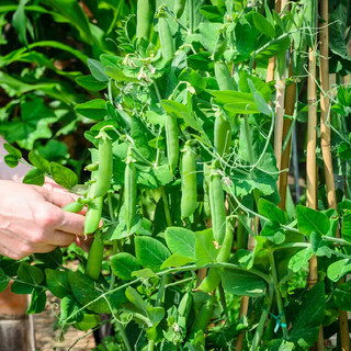 Hạt Giống Đậu Hà Lan, dễ trồng dễ chăm sinh trưởng khoẻ- 20 gam  hạt
