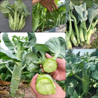 Hạt Giống Cải Rổ,dễ trồng dễ, dễ chăm sóc, kháng sâu bệnh tốt- 10 Gam hạt