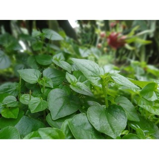 Hạt giống rau Càng Cua, dinh dưỡng cao, dễ trồng phát triển khoẻ - gói 1 gam