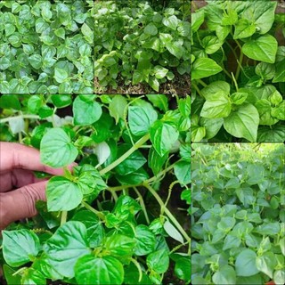 Hạt giống rau Càng Cua, dinh dưỡng cao, dễ trồng phát triển khoẻ - gói 1 gam