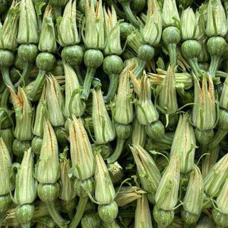 Hạt Giống Bí Siêu Nụ Cao Sản, Dễ trồng năng xuất cao, kháng sâu bệnh tốt- 10 gam hạt